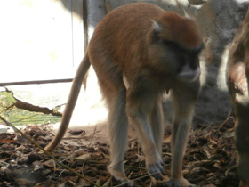 Смотреть фото Красная мартышка Фото Красная мартышка