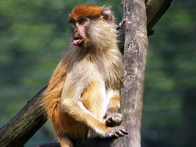 Смотреть фото Красная мартышка Фото Красная мартышка