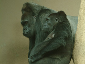 Западная равнинная горилла Западная равнинная горилла