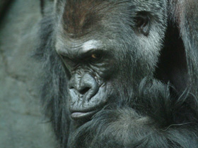 Западная равнинная горилла Западная равнинная горилла