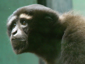 Смотреть фото Восточный хулок Фото Восточный хулок