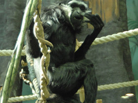 Фото Чернорукий гиббон