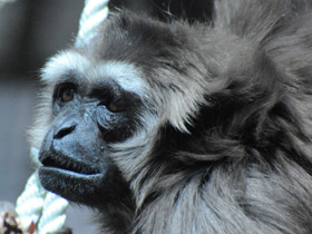 Чернорукий гиббон Чернорукий гиббон