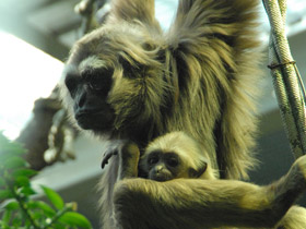 Фото Чернорукий гиббон