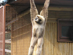 Фото Белорукий гиббон