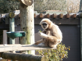 Фото Белорукий гиббон
