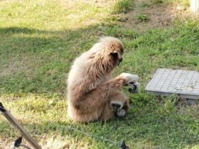 Фото Белорукий гиббон