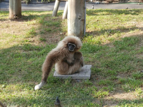 Фото Белорукий гиббон