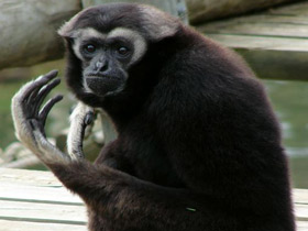 Смотреть фото Кампучийский гиббон Фото Кампучийский гиббон