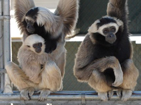 Смотреть фото Кампучийский гиббон Фото Кампучийский гиббон