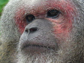 Медвежий макак Медвежий макак