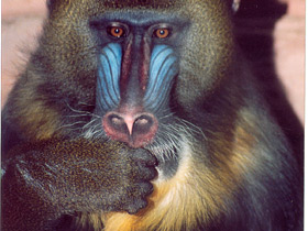 Мандрил Мандрил