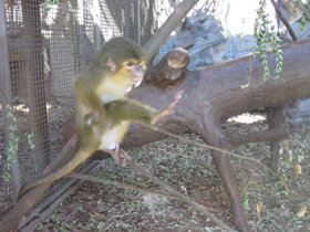 Смотреть фото Карликовая мартышка Фото Карликовая мартышка