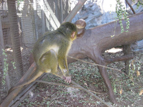 Смотреть фото Карликовая мартышка Фото Карликовая мартышка