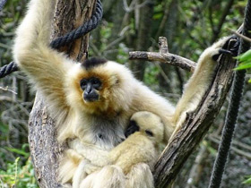Смотреть фото Желтощёкий гиббон Фото Желтощёкий гиббон