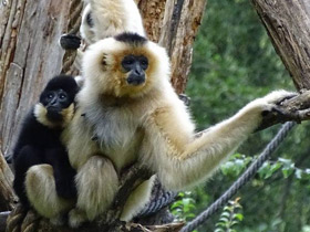 Смотреть фото Желтощёкий гиббон Фото Желтощёкий гиббон