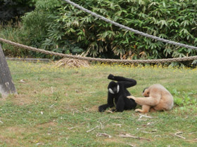 Смотреть фото Северный белощекий гиббон Фото Северный белощекий гиббон