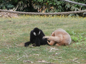 Смотреть фото Северный белощекий гиббон Фото Северный белощекий гиббон