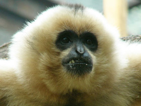 Смотреть фото Северный белощекий гиббон Фото Северный белощекий гиббон