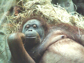 Суматранский орангутан Суматранский орангутан