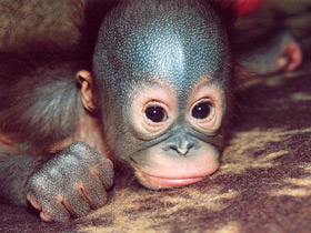 Борнейский орангутан Борнейский орангутан