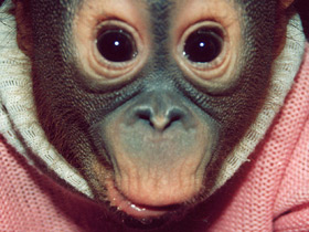 Борнейский орангутан Борнейский орангутан