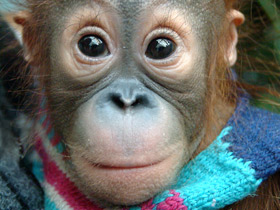 Борнейский орангутан Борнейский орангутан