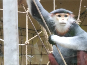 Фото Немейский тонкотел