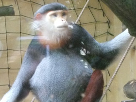 Фото Немейский тонкотел