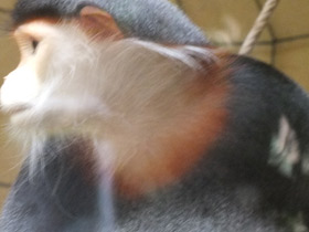 Фото Немейский тонкотел