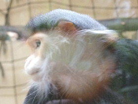 Фото Немейский тонкотел