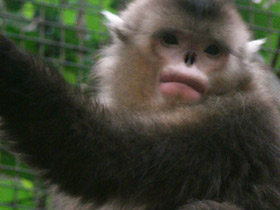 Фото Чёрный ринопитек