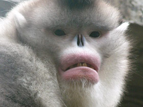 Чёрный ринопитек Чёрный ринопитек