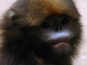 Фото Чёрный ринопитек