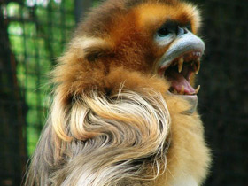 Смотреть фото Рокселланов ринопитек Фото Рокселланов ринопитек