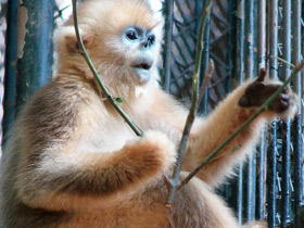 Смотреть фото Рокселланов ринопитек Фото Рокселланов ринопитек