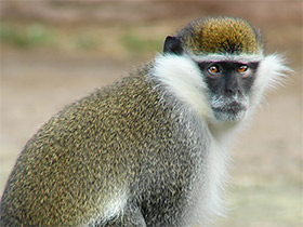 Смотреть фото Гривет Фото Гривет