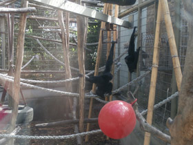 Смотреть фото Сиаманг Фото Сиаманг