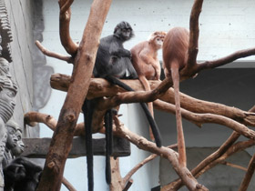 Фото Яванский лангур