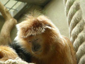 Фото Яванский лангур