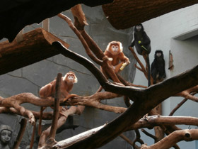 Фото Яванский лангур