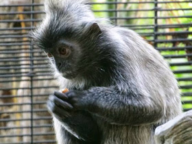 Фото Гривистый тонкотел