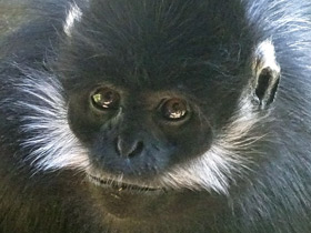 Фото Тонкинский гульман