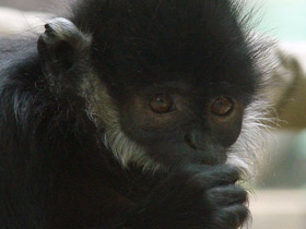 Фото Тонкинский гульман