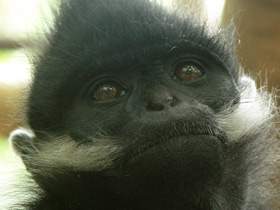 Фото Тонкинский гульман