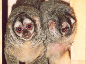 Смотреть фото Ночная обезьяна Фото Ночная обезьяна