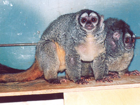 Смотреть фото Ночная обезьяна Фото Ночная обезьяна