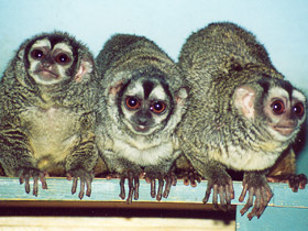 Ночная обезьяна Ночная обезьяна