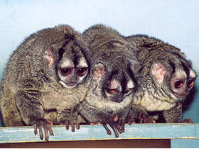 Смотреть фото Ночная обезьяна Фото Ночная обезьяна