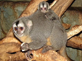 Смотреть фото Ночная обезьяна Фото Ночная обезьяна